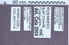 Etiketten zu Hypodesis auricoma (NHMW-ZOO-COL-0011114)